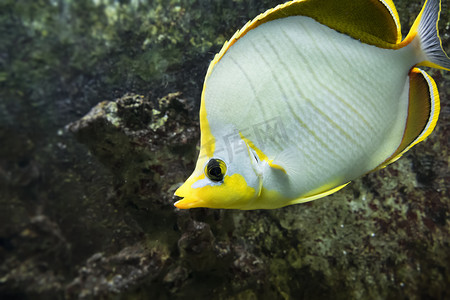 咸水杂鱼煲摄影照片_黄色和白色的咸水鱼