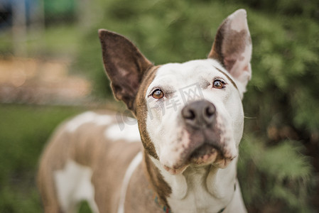 救援犬摄影照片_在她的寄养家庭拍摄的棕色和白色救援犬