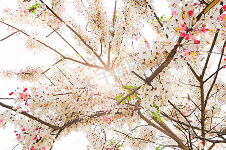 桂花花卉摄影照片_粉色许愿树花、粉色花洒、桂花