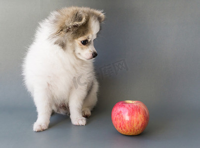 特写可爱的波美拉尼亚狗在灰色背景下吃红苹果，