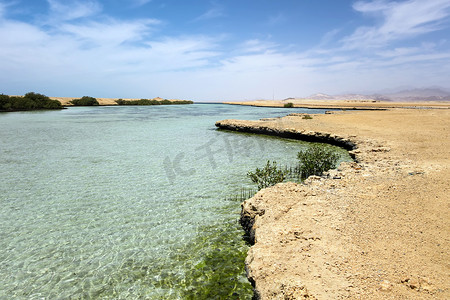 Avioennia 码头 Ras Mohammed 红树林海峡埃及。