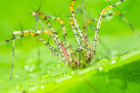 绿蜘蛛宏观 叶子上的长腿 绿色场景