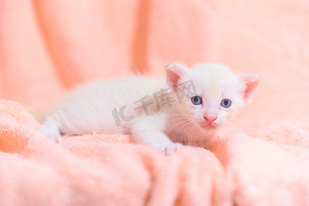 一只可爱的小猫摄影照片_一堆布中的一只可爱的小猫