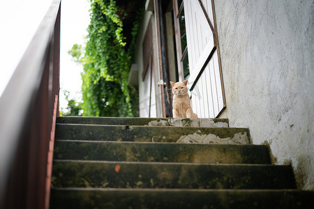 可爱的棕猫坐在楼上台阶上等主人送饭