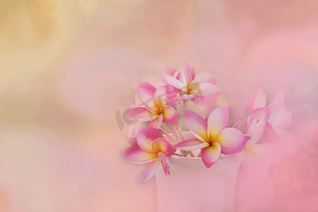 白色花瓶中的粉色芬芳花鸡蛋花或鸡蛋花