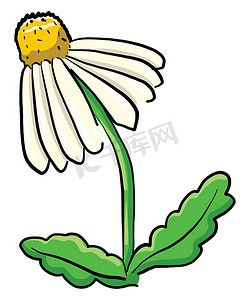 矢量花瓣摄影照片_洋甘菊花，插图，白色背景上的矢量