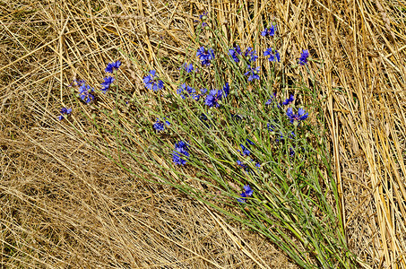 Plana 山干草背景上的蓝瓶、矢车菊或 Centaurea cyanus 野花花束