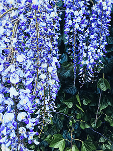 蓝色紫藤花和叶子在植物园里作为花卉背景、自然和开花