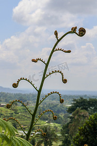 Cyathea Arborea 的幼叶卷起，随着它们的生长，它们展开直到达到水平位置。