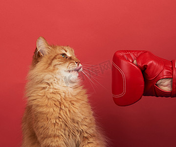 成年红猫用红色拳击手套打架。