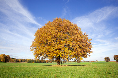 绿色草地上的一棵秋天的树