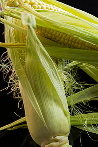 黑色背景中玉米棒上的新鲜玉米