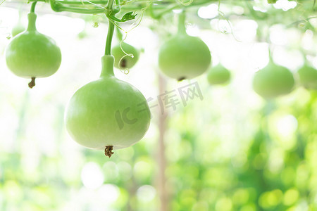 冰糖葫芦logo摄影照片_在树枝上关闭绿色葫芦或葫芦葫芦，选择