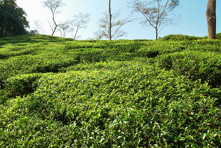 种茶摄影照片_茶田