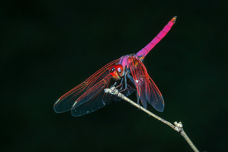 泰国森林竹竿上的粉红蜻蜓