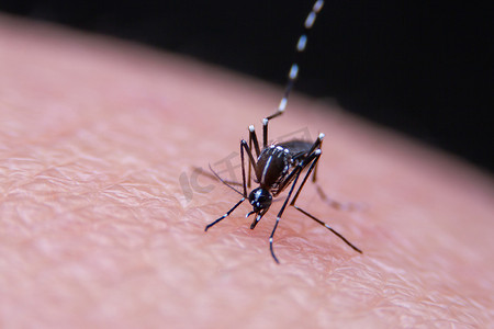 蚊子咬人摄影照片_条纹蚊子的特写正在吃人皮肤上的血