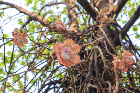 Shorea robusta 或树上的炮弹花。