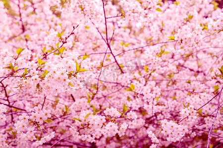 开花的樱桃树枝。
