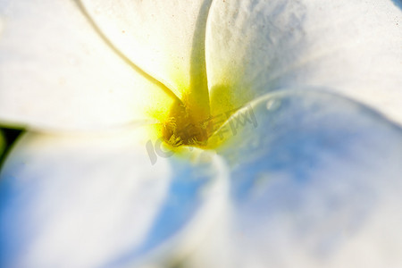 印度新娘摄影照片_Eaxtreme 特写美丽的白色新娘花束，Plumeria pu