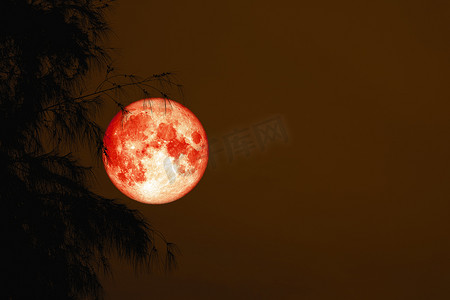 血红的月亮背侧影树夜晚红色的天空