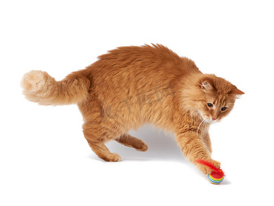 成年蓬松的红猫玩红球，可爱的动物被隔离