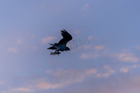 云鱼摄影照片_鱼鹰的傍晚日落剪影与新鲜的鱼捕获