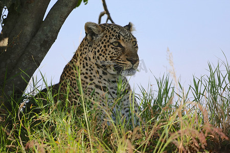 肯尼亚马赛马拉国家公园的豹子肖像