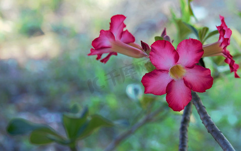 水彩漂亮的红色花摄影照片_在类似于水彩的背景上的兰花花