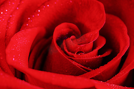 红玫瑰的心与露珠。
