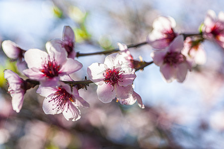 春天盛开的桃花摄影照片_桃花开春5