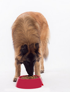 Tervuren 狗，在碗里吃狗食，白色工作室背景