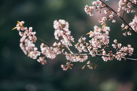 粉色的樱桃花摄影照片_樱花粉红色的花朵，在小簇 o 的樱桃花