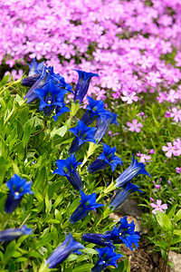 喇叭龙胆，花园中的蓝色春花
