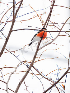 自然冬季背景-结冰的树枝和雄性红腹灰雀。