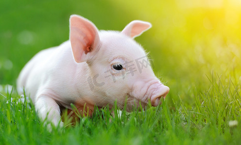 绿色打结的小草摄影照片_在绿草上的小猪