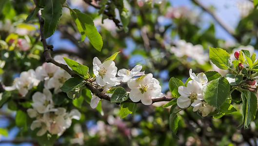 美丽的樱桃树和李树在春天开花