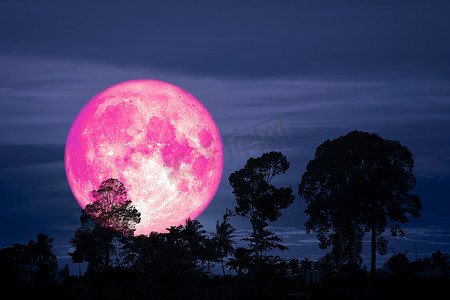 夜空中的超级粉红色月亮背影树云