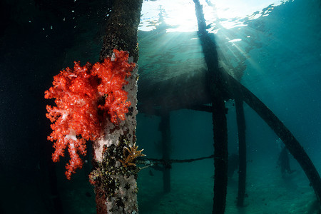 马来西亚西巴丹马布潜水中心的红软珊瑚