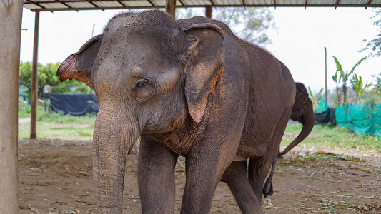 在泰国清迈省 Mae Tang 的大象护理保护区，大象以甘蔗和竹子为食时，大象的树干特写。