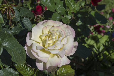 玫瑰地摄影照片_在盛开的白色和红色玫瑰丛中杂色
