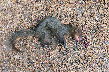 黄鼠狼死在地板上，雪貂死在地板上，嘴上有红血，死动物野生动物，动物物种，松鼠花栗鼠死了