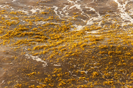 浮动图摄影照片_漂浮在墨西哥图卢姆水面上的马尾藻海藻斑。