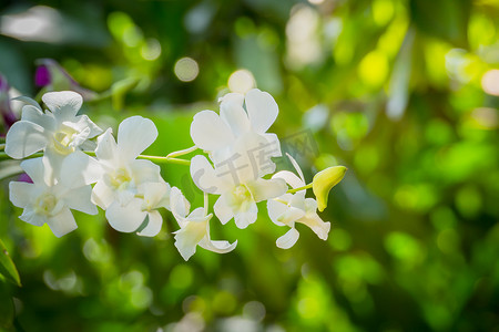 兰花鲜花摄影照片_森林中盛开的美丽兰花