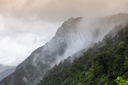 迷雾灰色摄影照片_新西兰的迷雾雨林