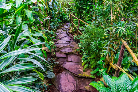 热带花园中流水的美丽石路，现代自然建筑
