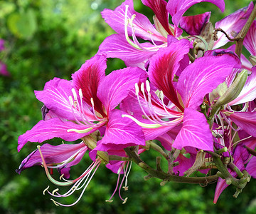 紫兰花 (Bauhinia Variegata)