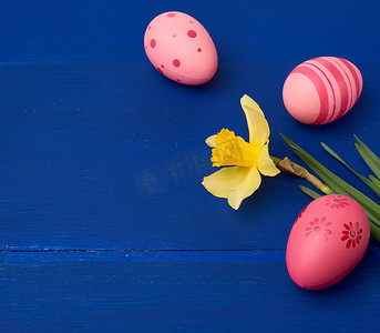黄色盛开的水仙花和蓝色木背上的复活节粉色彩蛋