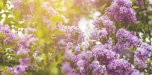 对春天背景艺术的全景与紫色丁香花