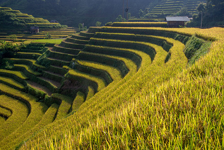 越南安培省穆坎柴雨季梯田上的稻田。