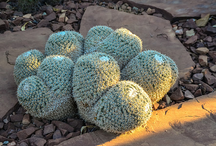 凤凰花摄影照片_美国亚利桑那州凤凰城植物园的仙人掌 Mamillaria